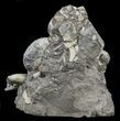 Hoploscaphites Ammonite Cluster with Baculites - South Dakota #60247-1